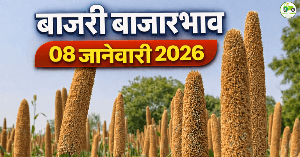 बाजरी बाजारभाव 08 जानेवारी 2026 | महाराष्ट्रातील आजचे बाजरी दर व विश्लेषण