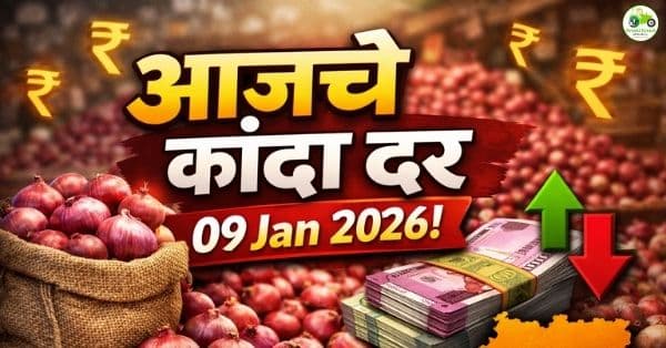 कांदा बाजारभाव 09 जानेवारी 2026 | महाराष्ट्रातील प्रमुख बाजारांतील आजचे दर