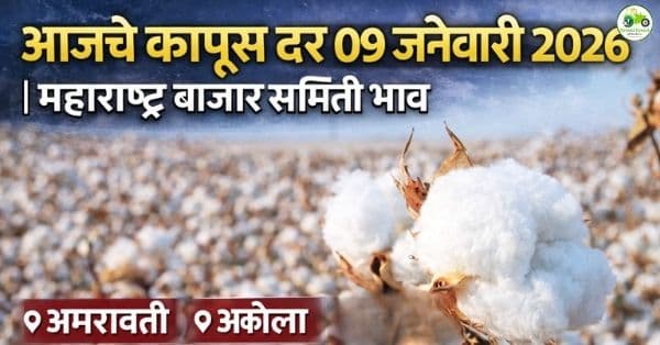 कापूस बाजारभाव 09 जानेवारी 2026 | महाराष्ट्रातील प्रमुख बाजारांतील आजचे दर