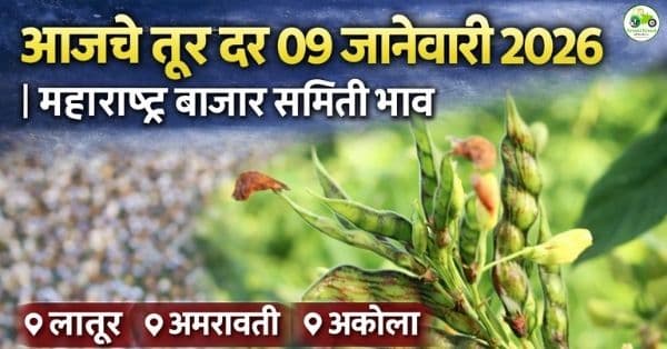 तूर बाजारभाव 09 जानेवारी 2026 | महाराष्ट्रातील प्रमुख बाजारांतील आजचे दर