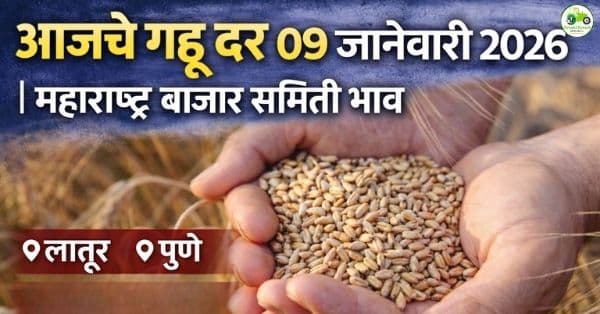 गहू बाजारभाव 09 जानेवारी 2026 | महाराष्ट्रातील प्रमुख बाजारांतील आजचे दर