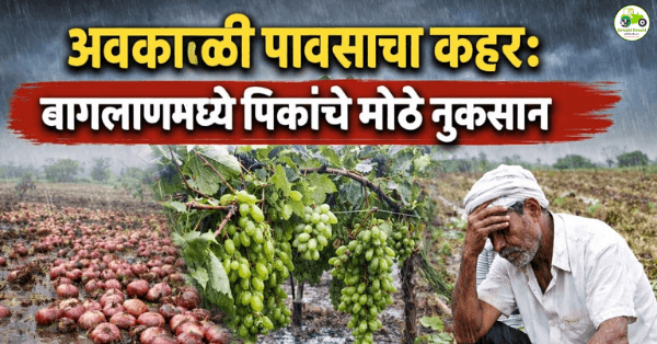 बागलाणमध्ये अवकाळी पावसाचा फटका; कांदा-द्राक्ष-हरभरा पिकांचे मोठे नुकसान