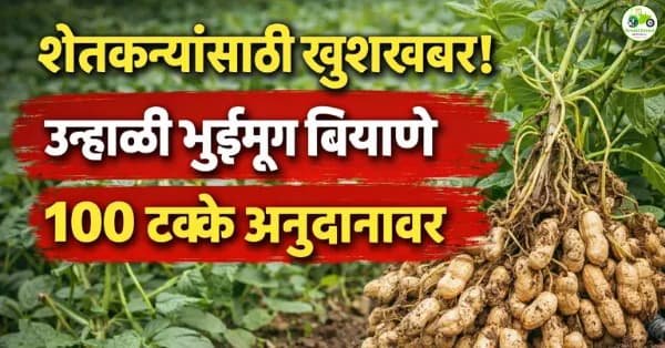 उन्हाळी भुईमूग बियाणे १००% अनुदानावर; शेतकऱ्यांसाठी मोठी संधी