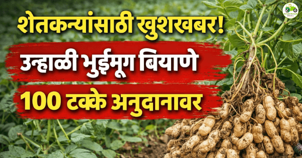 उन्हाळी भुईमूग बियाणे १००% अनुदानावर; शेतकऱ्यांसाठी मोठी संधी