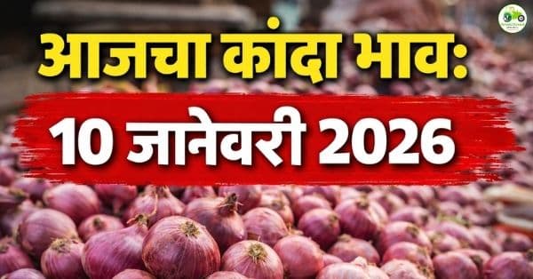 आजचे कांदा बाजारभाव 10 जानेवारी 2026 | महाराष्ट्रातील ताजे दर