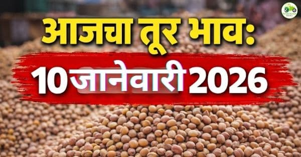 महाराष्ट्रात तूर बाजार स्थिर; आजचे तूर दर 10 जानेवारी 2026