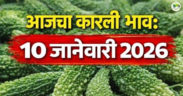 आजचे कारली बाजारभाव 10 जानेवारी 2026 | महाराष्ट्रातील ताजे दर