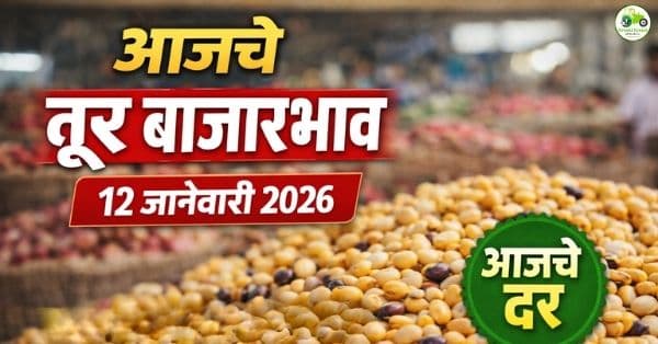 आजचे तूर बाजारभाव | 12 जानेवारी 2026 | महाराष्ट्रातील ताजे दर