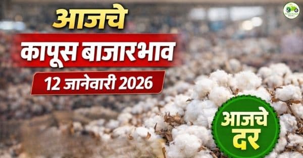 आजचे कापूस बाजारभाव | 12 जानेवारी 2026 | महाराष्ट्रातील ताजे दर
