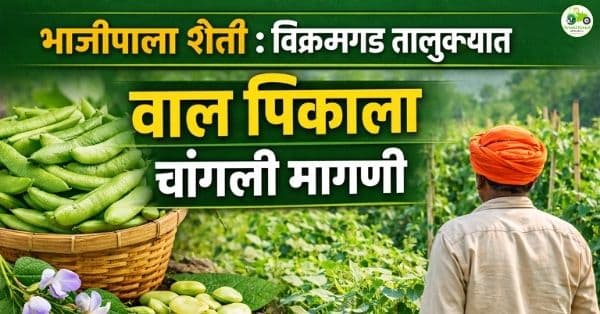 विक्रमगड तालुक्यात वाल पीक ठरतंय शेतकऱ्यांसाठी नगदी आधार