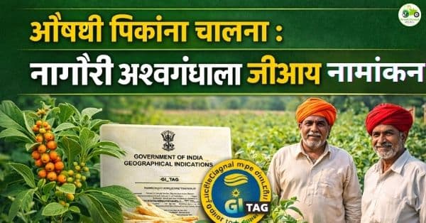 नागौरी अश्वगंधाला जीआय टॅग : नागौरच्या शेतकऱ्यांसाठी मोठी संधी