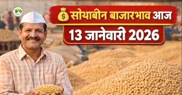 सोयाबीन बाजारभाव 13 जानेवारी 2026 | आजचे ताजे दर, बाजारस्थिती आणि शेतकऱ्यांसाठी मार्गदर्शन