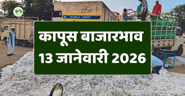 कापूस बाजारभाव 13 जानेवारी 2026 | आजचे ताजे दर, आवक आणि शेतकऱ्यांसाठी सविस्तर विश्लेषण