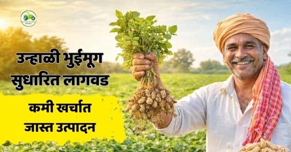 Groundnut Farming: उन्हाळी भुईमूग लागवडीचे सुधारित तंत्र