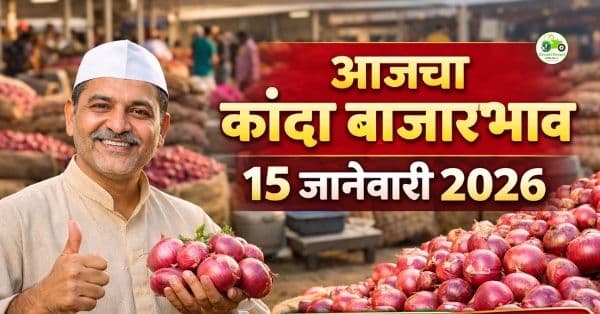 कांदा बाजारभाव 15 जानेवारी 2026 | आजचे ताजे दर महाराष्ट्र