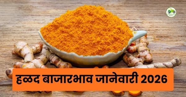 हळद बाजारभाव जानेवारी 2026 | आजचे हळकुंड दर महाराष्ट्र