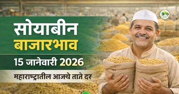 सोयाबीन बाजारभाव 15 जानेवारी 2026 | महाराष्ट्रातील आजचे ताजे दर