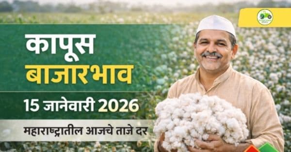 कापूस बाजारभाव 15 जानेवारी 2026 | महाराष्ट्रातील आजचे ताजे कापूस दर