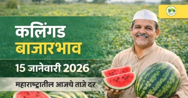 कलिंगड बाजारभाव 15 जानेवारी 2026 | महाराष्ट्रातील आजचे ताजे दर