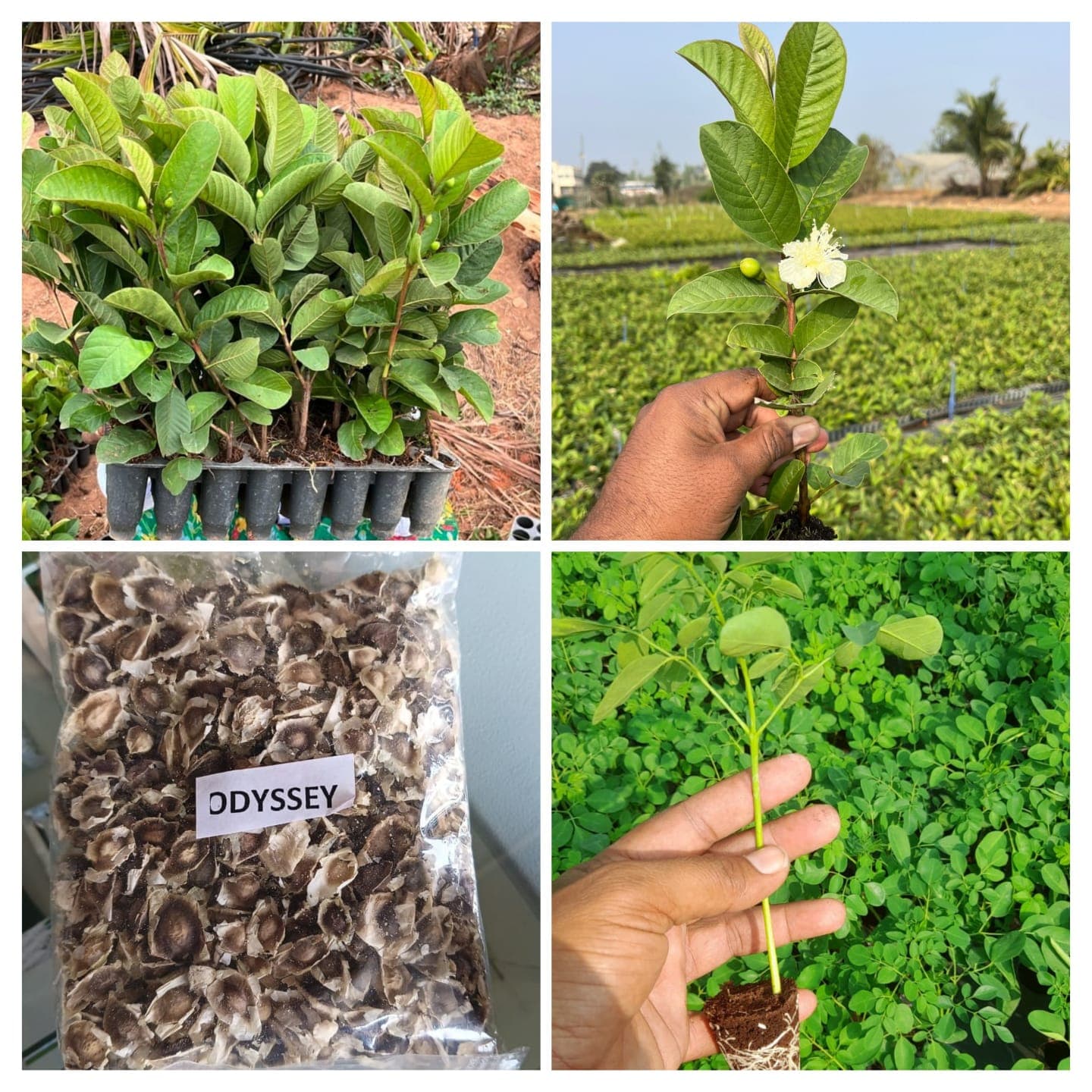 तैवान पिंक पेरू आणि शेवगा बियाणे व रोपे मिळतील