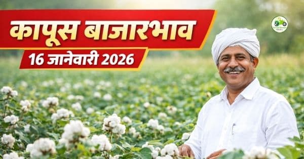 कापूस बाजारभाव आजचा | 16 जानेवारी 2026 | Cotton Rate Today Maharashtra
