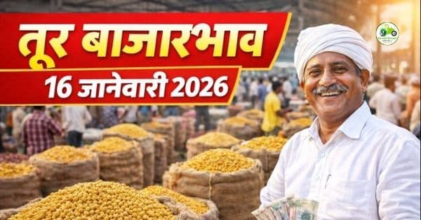 तूर बाजारभाव | आजचा तूर दर 16 जानेवारी 2026 | Maharashtra