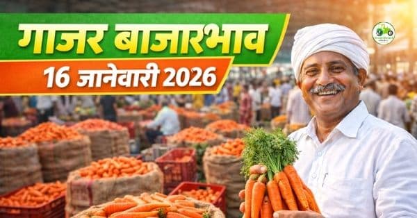 गाजर बाजारभाव आजचा | 16 जानेवारी 2026