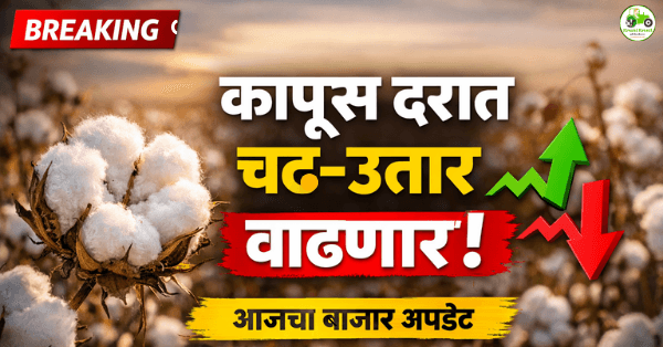 कापूस उत्पादन वाढणार, तरी भावात मोठी घसरण नाही? पुढील आठवड्यांत चढ-उतार वाढण्याची शक्यता
