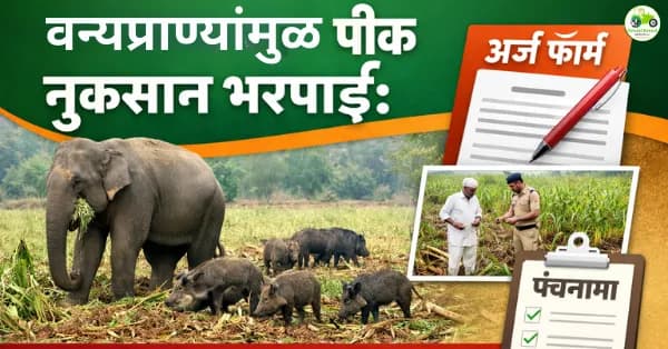 वन्यप्राण्यांमुळे पिकांचे नुकसान झाल्यास भरपाई कशी मिळते? अर्ज, पंचनामा आणि हमीभावावर रक्कम