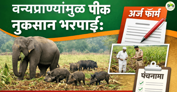 वन्यप्राण्यांमुळे पिकांचे नुकसान झाल्यास भरपाई कशी मिळते? अर्ज, पंचनामा आणि हमीभावावर रक्कम