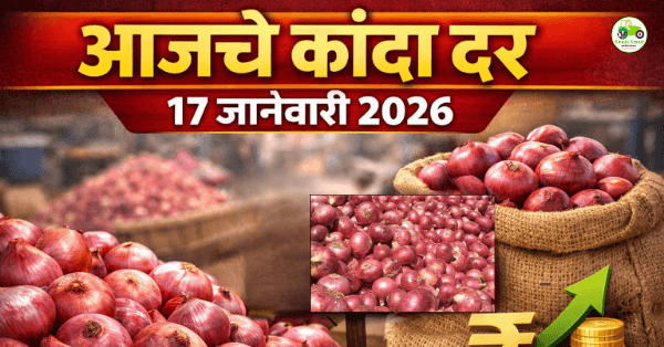 आजचे कांदा बाजारभाव 17 जानेवारी 2026 | महाराष्ट्र बाजार समिती दर