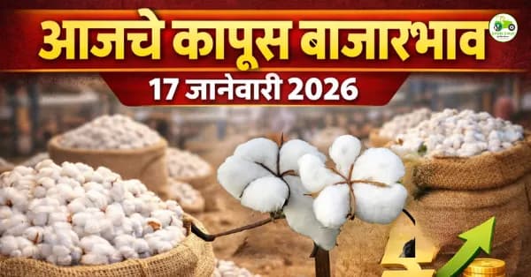 आजचे कापूस बाजारभाव 17 जानेवारी 2026 | महाराष्ट्र APMC दर