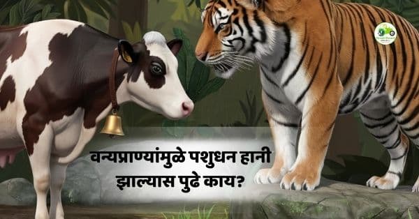 वन्यप्राण्यांमुळे पशुधन हानी झाल्यास पुढे काय?