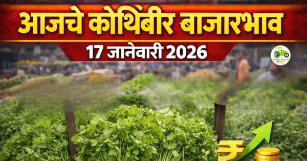 आजचे कोथिंबीर बाजारभाव 17 जानेवारी 2026 | महाराष्ट्र APMC दर