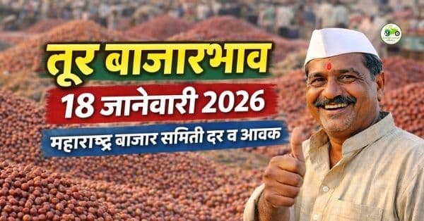 तूर बाजारभाव 18 जानेवारी 2026 | महाराष्ट्र बाजार समिती दर व आवक