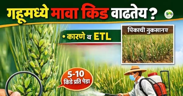 गहू पिकावर मावा (Aphids): ओळख, नुकसान आणि नियंत्रण उपाय – संपूर्ण मार्गदर्शन