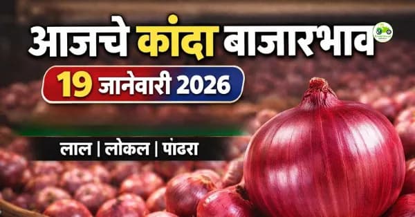 आजचे कांदा बाजारभाव 19 जानेवारी 2026 | महाराष्ट्र बाजार समिती दर