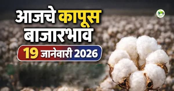 आजचे कापूस बाजारभाव 19 जानेवारी 2026 | महाराष्ट्र बाजार समिती दर