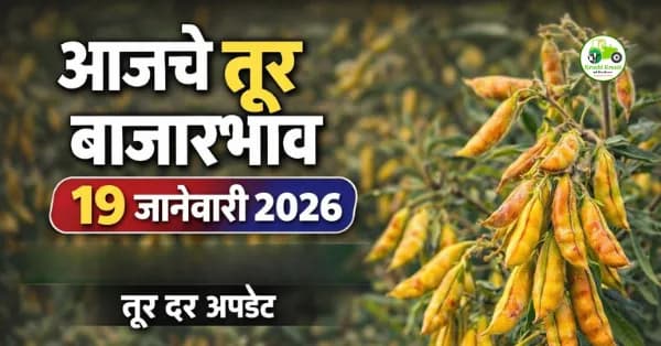 आजचे तूर बाजारभाव 19 जानेवारी 2026 | महाराष्ट्र बाजार समिती दर