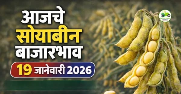 आजचे सोयाबीन बाजारभाव 19 जानेवारी 2026 | महाराष्ट्र बाजार समिती दर