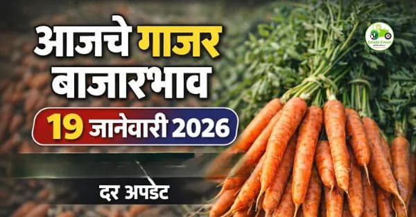 आजचे गाजर बाजारभाव 19 जानेवारी 2026 | महाराष्ट्र बाजार समिती दर