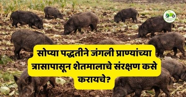 सोप्या पद्धतीने जंगली प्राण्यांच्या त्रासापासून शेतमालाचे संरक्षण कसे करायचे?