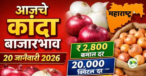 आजचे कांदा बाजारभाव 20 जानेवारी 2026 | महाराष्ट्रातील बाजार समिती दर (₹/क्विंटल)