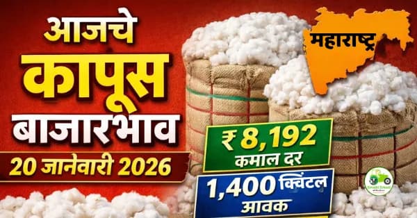 आजचे कापूस बाजारभाव 20 जानेवारी 2026 | महाराष्ट्र बाजार समिती दर (₹/क्विंटल)