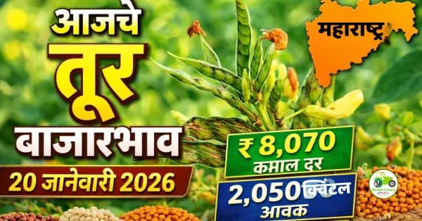 आजचे तूर बाजारभाव 20 जानेवारी 2026 | महाराष्ट्र बाजार समिती दर (₹/क्विंटल)