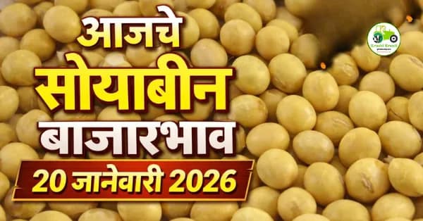 आजचे सोयाबीन बाजारभाव 20 जानेवारी 2026 | महाराष्ट्र बाजार समिती दर (₹/क्विंटल)