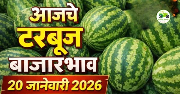 आजचे टरबूज बाजारभाव 20 जानेवारी 2026 | सांगली बाजार समिती दर (₹/क्विंटल)