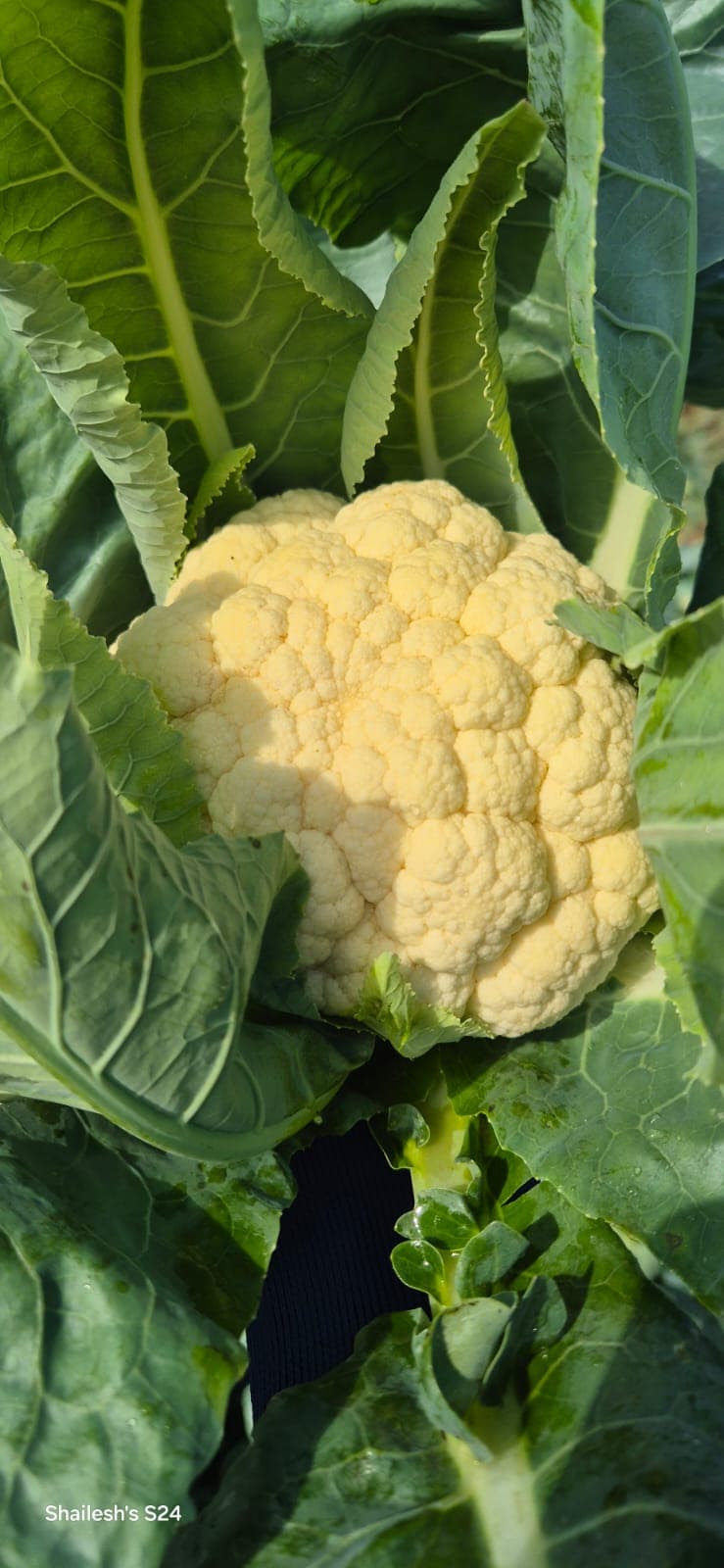 तरकारी माल खरेदी विक्री 