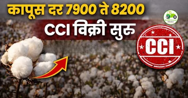 CCI कडून कापूस विक्री सुरू | कापूस बाजारभाव स्थिर होणार का? 
