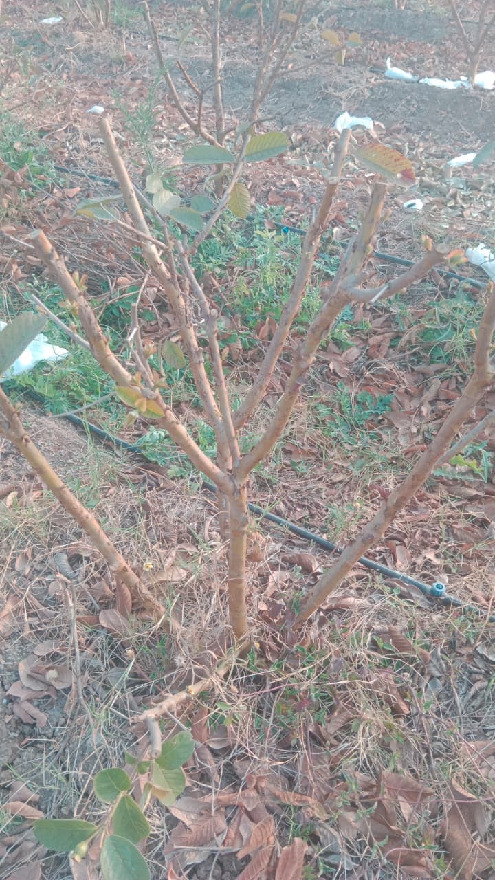 पेरू व डाळिंब बागेची कामे केली जातील